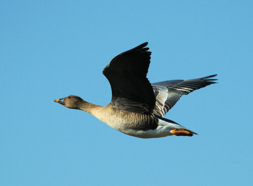 Fliegende Saatgans

Aufnameort: NSG Teufelsee / Pfaffensee, Hessen
Kamera: Canon 400D