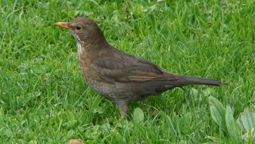 turdus-merula-9792-schwarzdrossel-oder-amsel-22786.jpeg