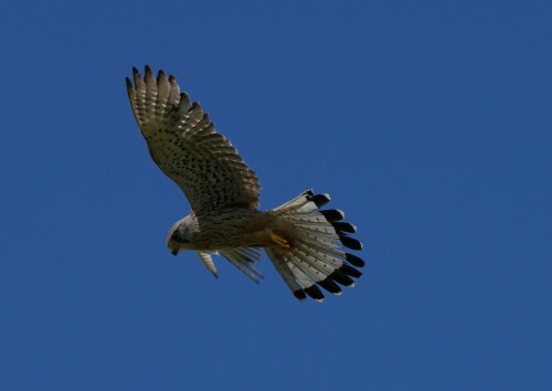 Turmfalken breiten beim Rüttelflug ihre Schwanzfedern wie einen Fächer aus, um ihre Position über einem bestimmten Ort stabilisieren zu können. Dieser hier machte mir die Freude, ganz in meiner Nähe in den Himmel zu steigen.

Aufnameort: Kalfamer Juist
Kamera: Sony Alpha 7/II