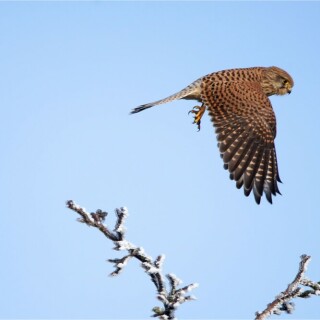 turmfalke-im-abflug-15924