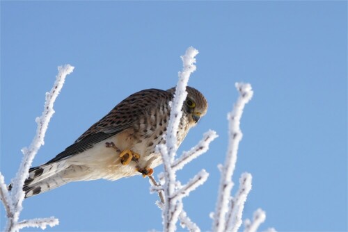 Dieser Turmfalke saß hoch oben im vereisten Baum!Sehr frostig war es am 19.01.2016.

Aufnameort: Schönbach, Sachsen
Kamera: Sony SLT A 77 II