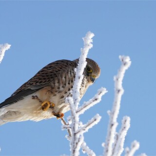 turmfalke-im-winterwunderland-16010