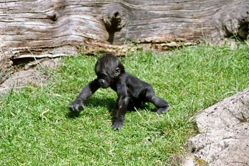 Aufgenommen am 29. Juni 2008

Aufnameort: Der Gorillaberg im Erlebniszoo Hannover
Kamera: Minolta 7000