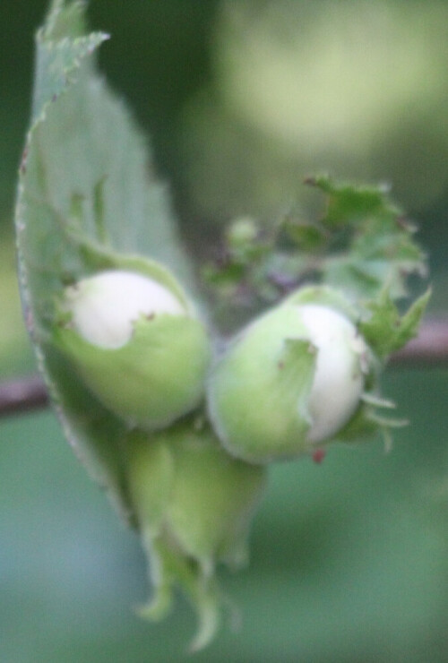 Aus dem befruchteten Fruchtknoten der Hasel bildet sich eine einsamige Nussfrucht heran.
https://de.wikipedia.org/wiki/Gemeine_Hasel

Aufnameort: Eiershausen Waldrand des Hirschbergwaldes
Kamera: Canon EOS 1300D