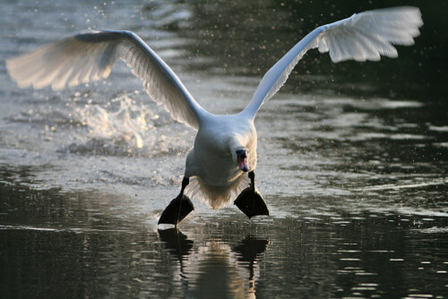 vater-schwan-im-anflug-3515.jpeg