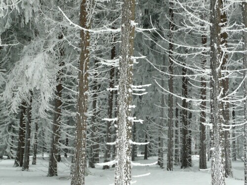 

Aufnameort: bei Masserberg, Thüringer Wald
Kamera: Panasonic, DMC-Tz2