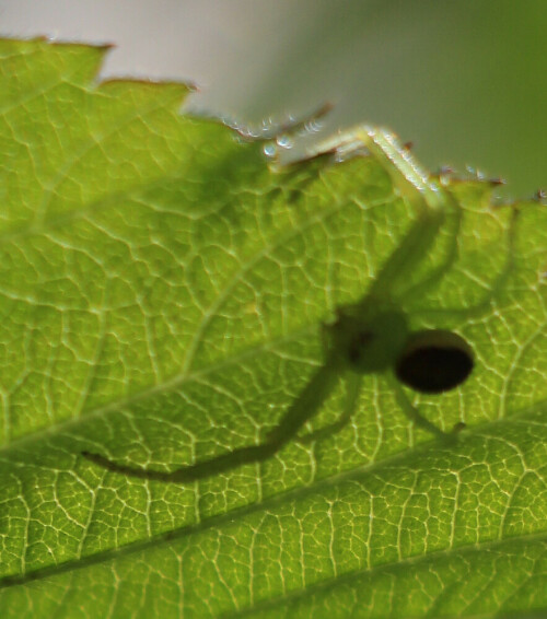 Eine Krabbenspinne, die sich zur Lauer auf Beute(kleine Insekten) an der Blattunterseite festhält.
http://de.wikipedia.org/wiki/Veränderliche_Krabbenspinne

Aufnameort: Eiershausen Garten
Kamera: Canon EOS 700D