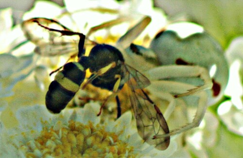 Hier hat eine Veränderliche Krabbenspinne einer Grabwespe der Gattung Cerceris (vielleicht rybyensis) aufgelauert.
https://de.wikipedia.org/wiki/Ver%C3%A4nderliche_Krabbenspinne
https://de.wikipedia.org/wiki/Bienenjagende_Knotenwespe

Aufnameort: Eiershausen Garten
Kamera: Canon EOS 1300D