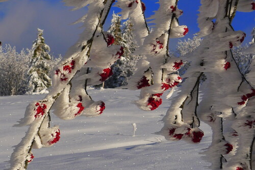 Der stürmische Wintersturm hat die Vogelbeeren vereist. 
Ein Glücksfall, dass diese Beeren noch nicht vorher von 
den Vögeln gefressen wurden.

Aufnameort: Schauinsland bei Freiburg im Breisgau
Kamera: LUMIX LX 5