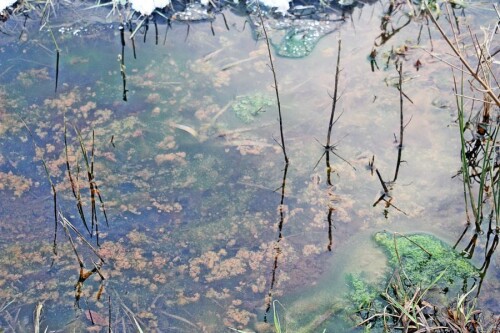 Braun- wie Grünalgen im Wasser können auf eine gute Düngung des Feldes hindeuten.
https://de.wikipedia.org/wiki/Eutrophierung

Aufnameort: Eiershausen im Süden(Wissenbacher Weg)
Kamera: Canon EOS 1300D