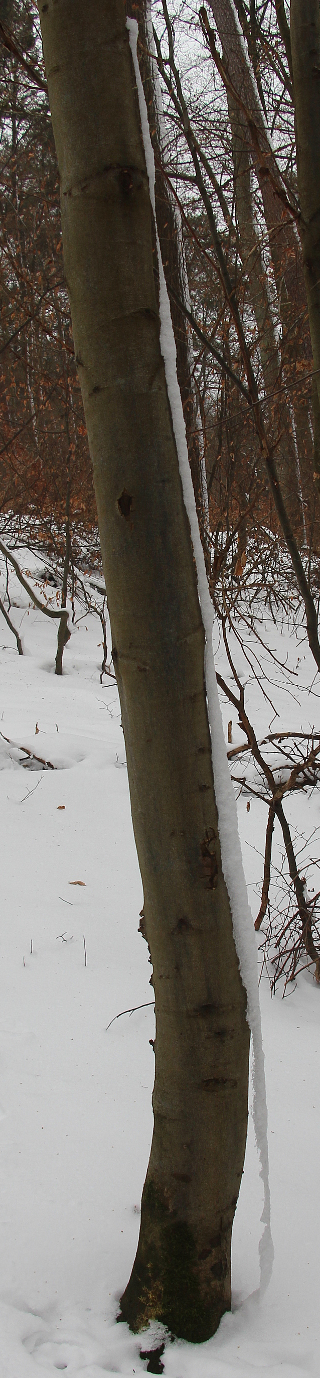 Oft lassen sich hierbei die vorherrschenden Windrichtung des Schneetreibens auch an Bäumen ablesen.
https://de.wikipedia.org/wiki/Schnee

Aufnameort: Eiershausen Hirschbergwald
Kamera: Canon EOS 700D