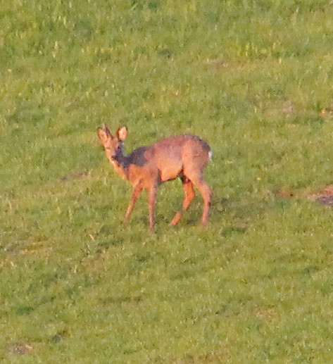 Trotz der Entfernung(von 200 bis 300 Metern) stört das Klicken des Fotoapparates den Rehbock beim Äsen.
http://de.wikipedia.org/wiki/Reh

Aufnameort: Eiershausen Skilift(südöstlich des NSG Eiershausen)
Kamera: Canon EOS 700D