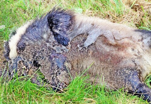 Der Dachs gilt als Raubtier und gehört zur Familie der Marder(Mustelidae).
https://de.wikipedia.org/wiki/Europäischer_Dachs

Aufnameort: Mecklenburg-Vorpommern im Straßengraben der 105 in Richtung Wismar
Kamera: Canon EOS 1300D