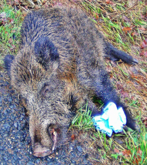 Das Wildschwein gehört zu den Echten Schweinen(Suidae).
Sein früheres Verbreitungsgebiet erstreckte sich von Westeuropa bis nach Südost-Asien.
In Süd- wie Nordamerika sowie in Australien wurde es eingebürgert, sodass es heute fast weltweit verbreitet erscheint.
https://de.wikipedia.org/wiki/Wildschwein
http://www.tierseucheninfo.niedersachsen.de/anzeigepflichtige_tierseuchen/schweineseuchen/afrikanische_schweinepest/afrikanische_schweinepest/afrikanische-schweinepest-21709.html

Aufnameort: Wissenbach im Norden an der B 253 auf der linken Fahrbahnseite
Kamera: Canon EOS 1300D