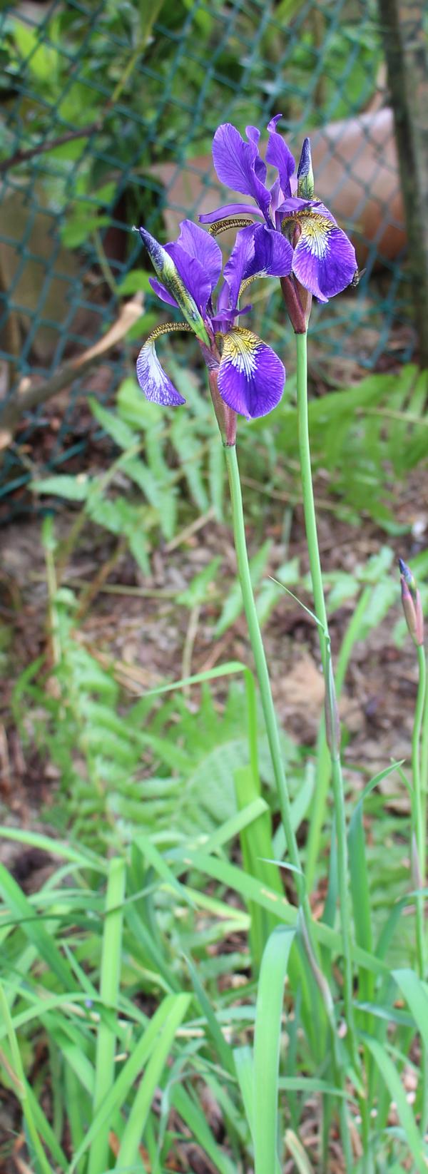 verschiedenfarbige-schwertlilie-iris-versicolor-l-14276.jpeg