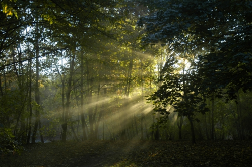 Sonnenaufgang im Wald

Aufnameort: Stadtlohn
Kamera: AL 530 zoom Kamera