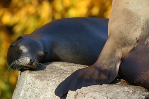 

Aufnameort: Zoo Karlsruhe
Kamera: Sony DSLR-500