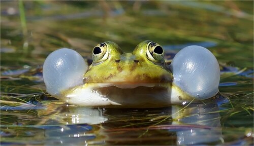 viel-schall-wasserfrosch-beim-quaken-10669.jpeg