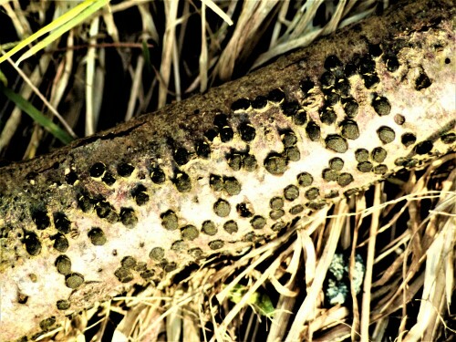 Die Vielgestaltige Kohlenbeere gehört zur Familie der Holzkeulenverwadten(Xylariaceae).
https://de.wikipedia.org/wiki/Vielgestaltige_Kohlenbeere

Aufnameort: Eiershausen Waldrand
Kamera: Canon EOS 1300D