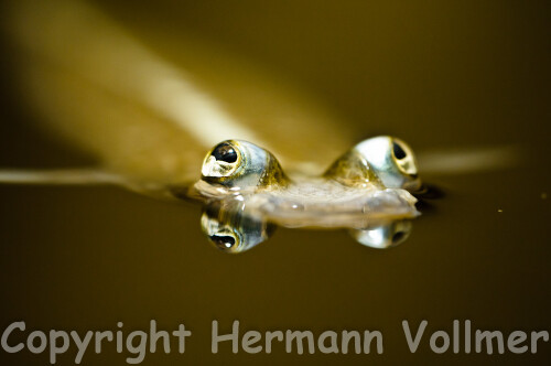 

Aufnameort: DEU,BW, Stuttgart, Wilhelma-Aquarium
Kamera: Nikon D300, Sigma Macro 3,5/180