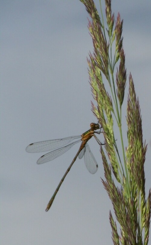 vierfleck-libellula-quadrimaculata-1691.jpeg