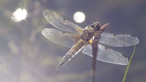 vierfleck-libellula-quadrimaculata-21022.jpeg