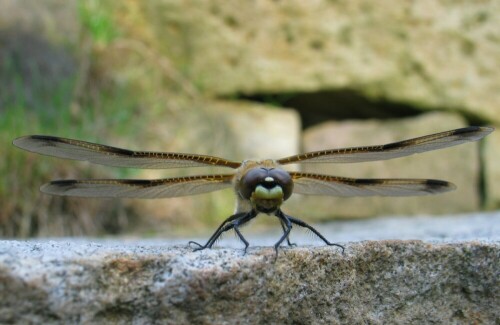 Eine gerade flugfähig gewordene Libelle läßt sich in aussergewöhnlicher Perspektive ablichten. Sie erscheint wie ein bedrohliches Flugobjekt

Aufnameort: Nieste
Kamera: Canon Power Shot G 3