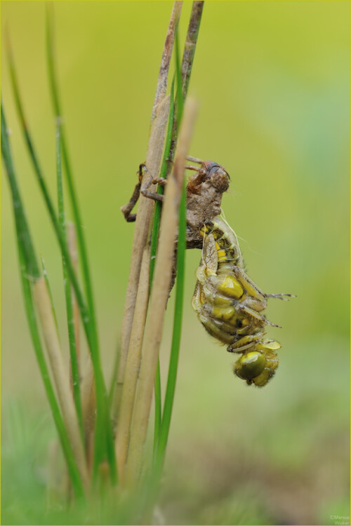 Ein besonderes Erlebniss einer Libelle beim Schlupf beiwohnen zu können.Zu sehen ist hier eine Vierflecklibelle (Libellula quadrimaculata)

Aufnameort: NRW
Kamera: Nikon D300