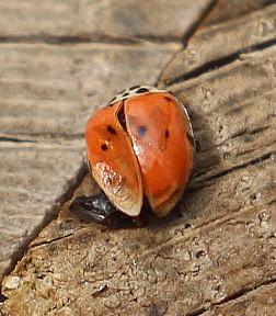 Ein Marienkäfer, der mit Hilfe seiner Färbung sowie Zeichnung seines Halsschildes gut, aber bzw. Flügeldecken(Elytren) artlich schwieriger zugeordnet werden kann.
https://de.wikipedia.org/wiki/Vierpunkt-Marienk%C3%A4fer

Aufnameort: Eiershausen Garten
Kamera: Canon EOS 700D