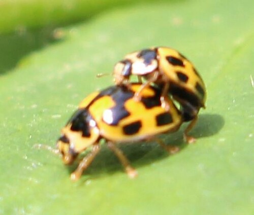 Ein Marienkäfer, der durch seine Körperfärbung(schwarz gelb) auffallen kann.
http://de.wikipedia.org/wiki/Vierzehnpunkt-Marienkäfer

Aufnameort: Eierhausen Garten
Kamera: Canon EOS 700D