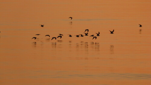 vogel-uber-der-abendlichen-ostsee-8536.jpeg