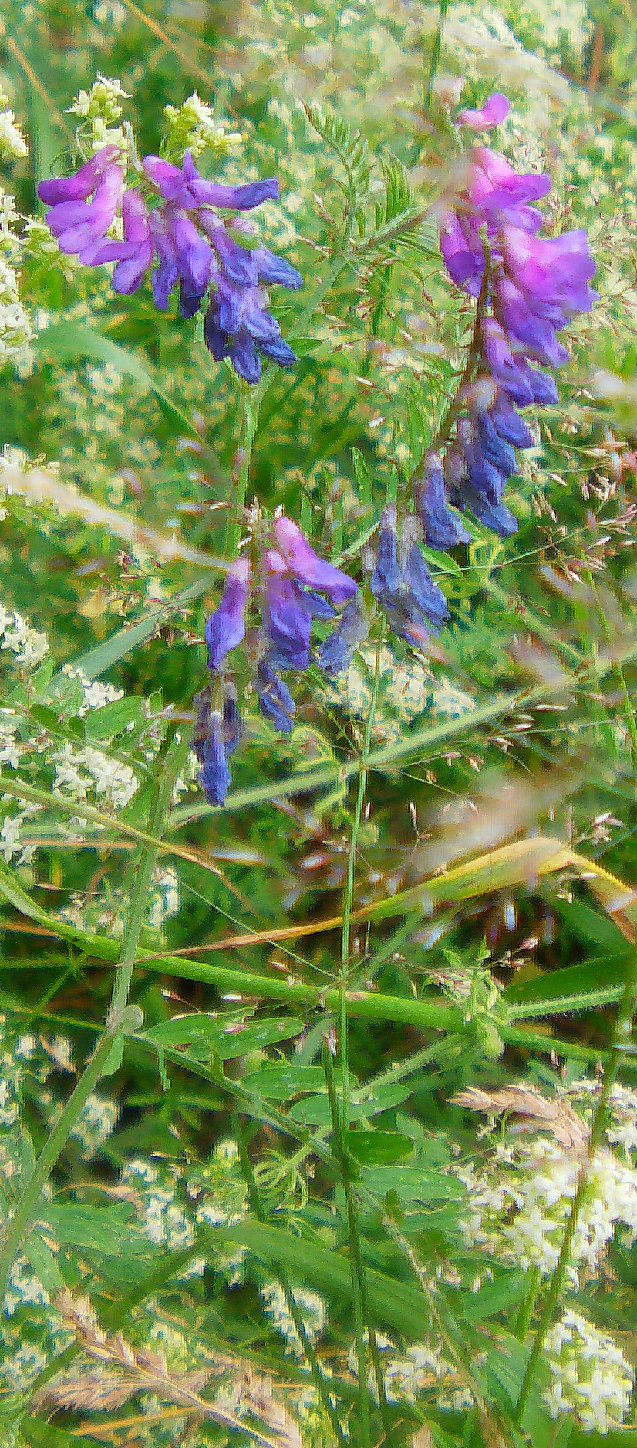 vogel-wicke-vicia-cracca-l-11498.jpeg