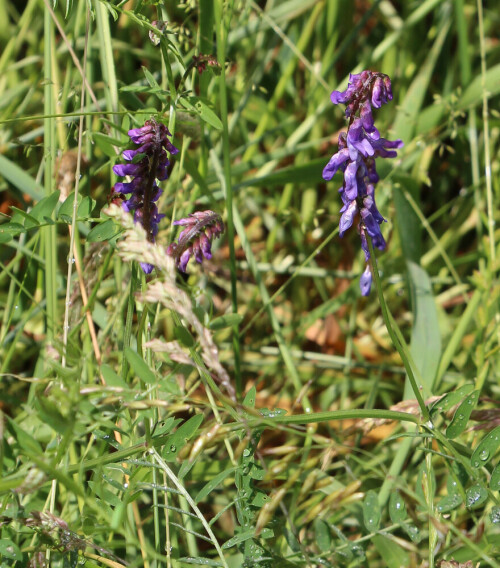 vogel-wicke-vicia-cracca-l-17377.jpeg