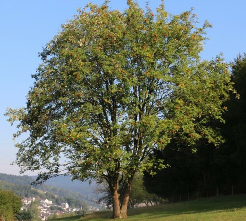 Ein Baum, dessen Früchte im Herbst auch zur Nahrung von Amseln dienen kann.
https://de.wikipedia.org/wiki/Vogelbeere

Videoclips hierzu:
https://www.youtube.com/watch?v=WP4II57XcGo
https://www.youtube.com/watch?v=LwnEJe-wY6I
https://www.youtube.com/watch?v=NwWyXqDsuLk
u. a.

Aufnameort: Eiershausen Rommelsberg
Kamera: Canon EOS 700D