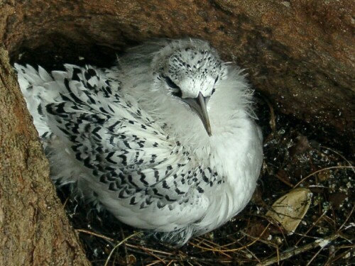 Bird Island Seychellen

Aufnameort: Bird Island
Kamera: Casio