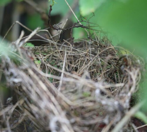 Ein kleines Vogelnest - 5-6 cm im Durchmesser - geflochten
Hier dürfte es sich um einen Hausrotschwanz handeln, der es erbaut hat.
Hierbei möchte ich mich nochmals für die fast zwanzigjährige Zusammenarbeit und Möglichkeit zur Hilfe bei Herrn Manfred Klein bedanken.

Aufnameort: Eiershausen Garten Johannisbeerstrauch
Kamera: Canon EOS 700D