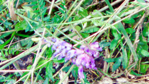 vogelwicke-vicia-cracca-l-26922.jpeg