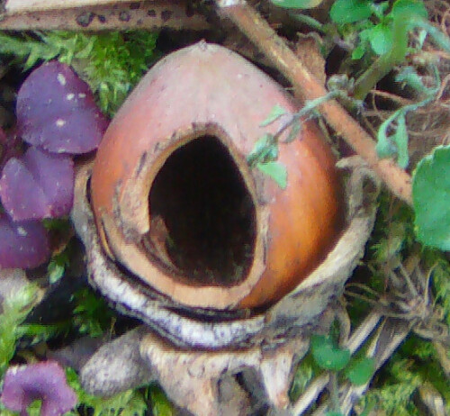 Mäuse fressen auch gerne Eicheln wie Bucheckern des Waldes.
https://de.wikipedia.org/wiki/Roteiche


Aufnameort: Eiershausen Waldrand Hirschberg
Kamera: Medion Camcorder