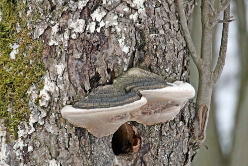 Es dürfte sich hier auch um einen alten Lackporling(Ganoderma) handeln.
https://de.wikipedia.org/wiki/Glänzender_Lackporling

Aufnameort: Schwarzbachtal
Kamera: Canon EOS 1300D