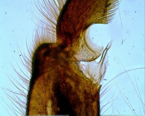 Mikroskopische Aufnahme des Vorderbeins der Biene mit der Putzscharte zum Abstreifen der Blütenpollen, die sich auf den Fühlern befinden. Sichtbar ist auch der Verschlußhaken. Befindet sich der Fühler in der Putzscharte, wird die Putzscharte verschlossen und der Fühler durch gezogen.


Kamera: EOS 300D