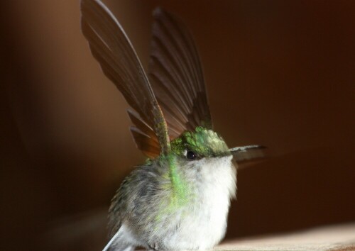 Dieser Kolibri startet zum Abflug

Aufnameort: Monteverde Costa Rica
Kamera: Canon 450D