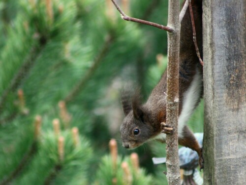 Dieses Eichhörnchen war ständiger Gast im Garten.

Aufnameort: Schattwald - Tannheimer Tal
Kamera: Canon 450D