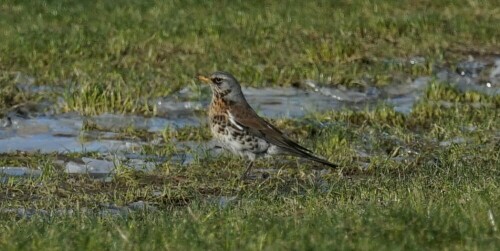 Diesen schönen Singvogel hätte ich hier auf den Poller Wiesen gar nicht erwartet. Die Wacholderdrossel hat eine rötliche Brust und einen gesprenkelten weißen Bauch.

Aufnameort: Poller Wiesen Köln
Kamera: Sony Alpha 7/II