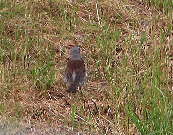 wacholderdrossel-turdus-pilaris-l-1758-14277.jpeg