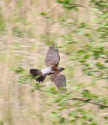 wacholderdrossel-turdus-pilaris-l-1758-im-flug-17022.jpeg