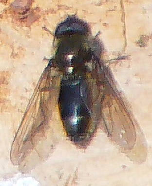 waffenfliege-chloromyia-formosa-scopoli-1763-18747.jpeg