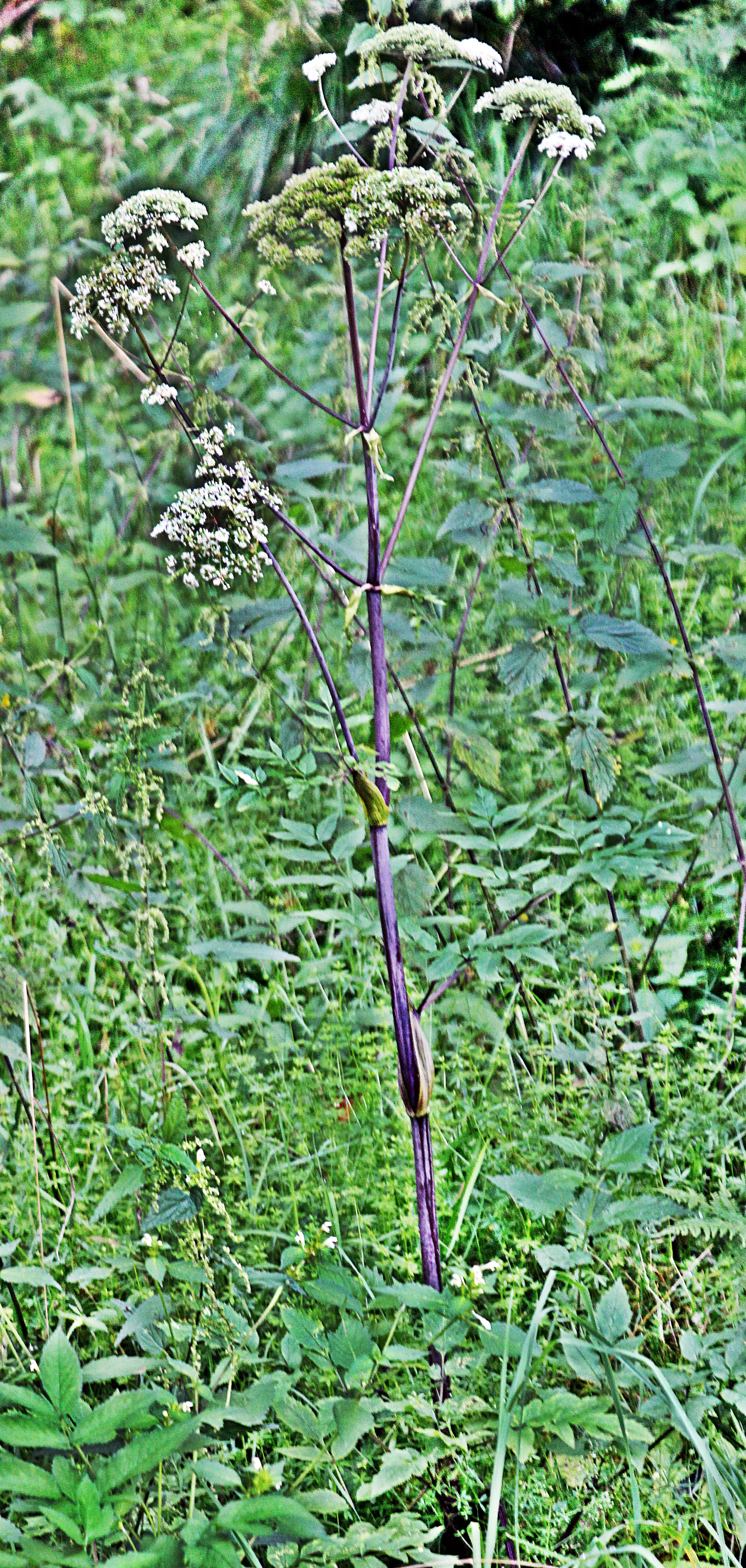 wald-engelwurz-angelica-sylvestris-l-19604.jpeg