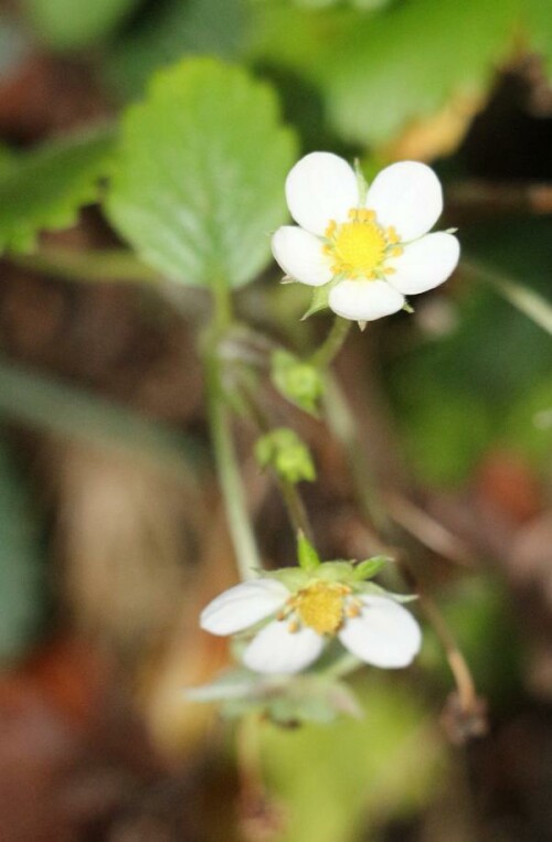 wald-erdbeere-fragaria-vesca-l-15559.jpeg