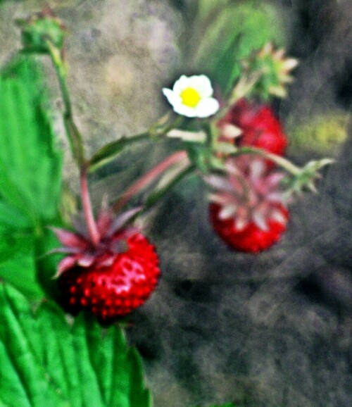 wald-erdbeeren-fragaria-vesca-l-20924.jpeg