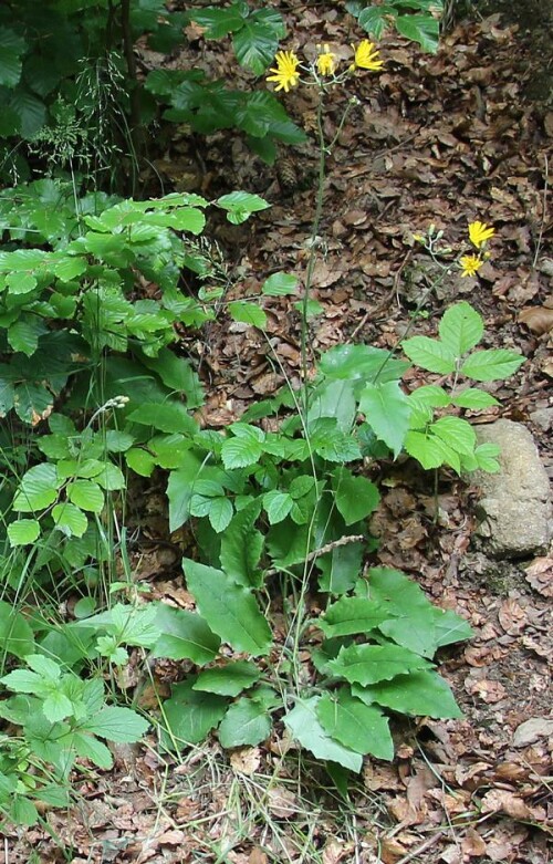 Das Wald-Habichtskraut wird von Bienen bestäubt.
https://de.wikipedia.org/wiki/Wald-Habichtskraut

Aufnameort: Eiershausen Schwarzbachtal
Kamera: Canon EOS 700D